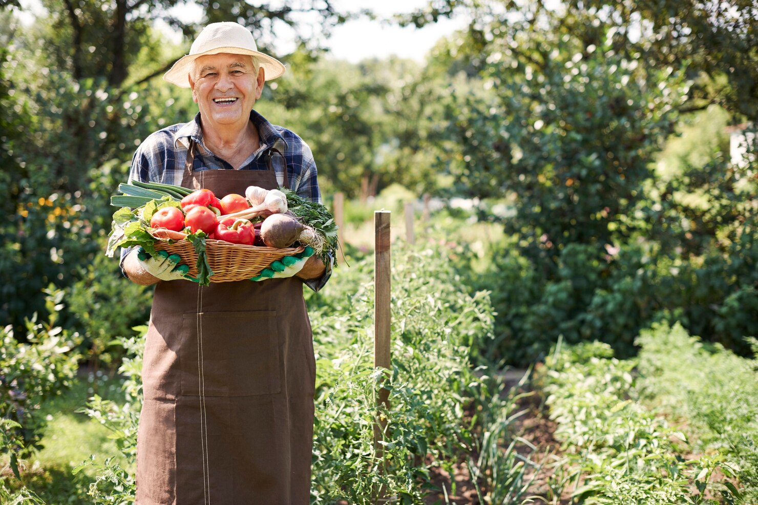 hombre mayor trabajando campo cofre verduras 329181 12396