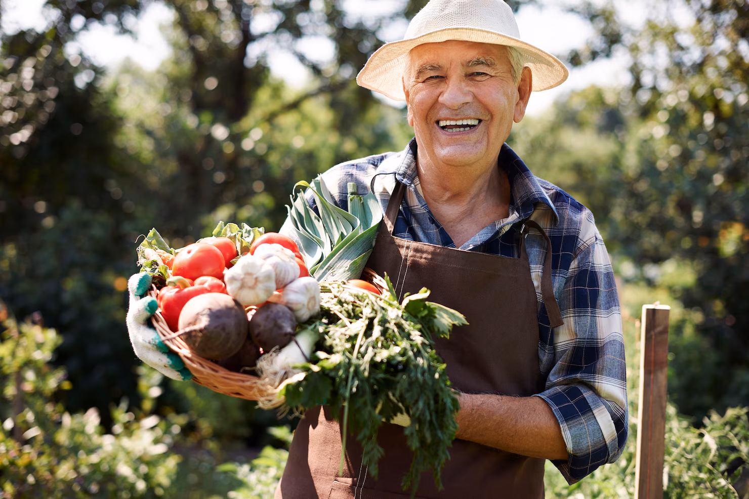 hombre mayor trabajando campo cofre verduras 329181 12406