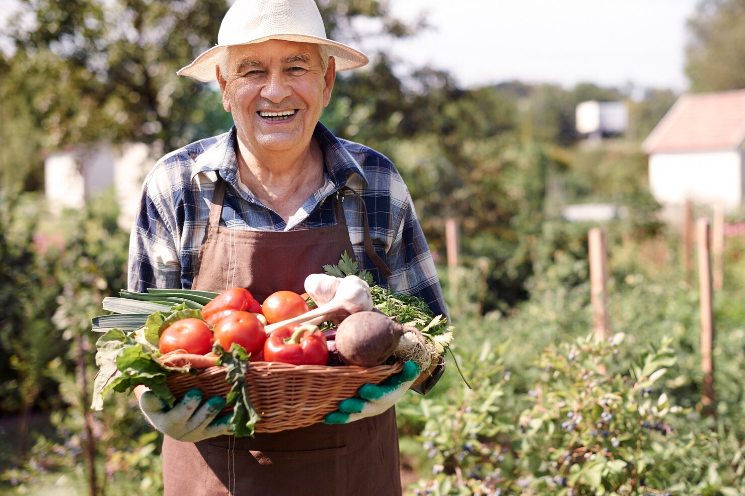 hombre mayor trabajando campo cofre verduras 329181 12492