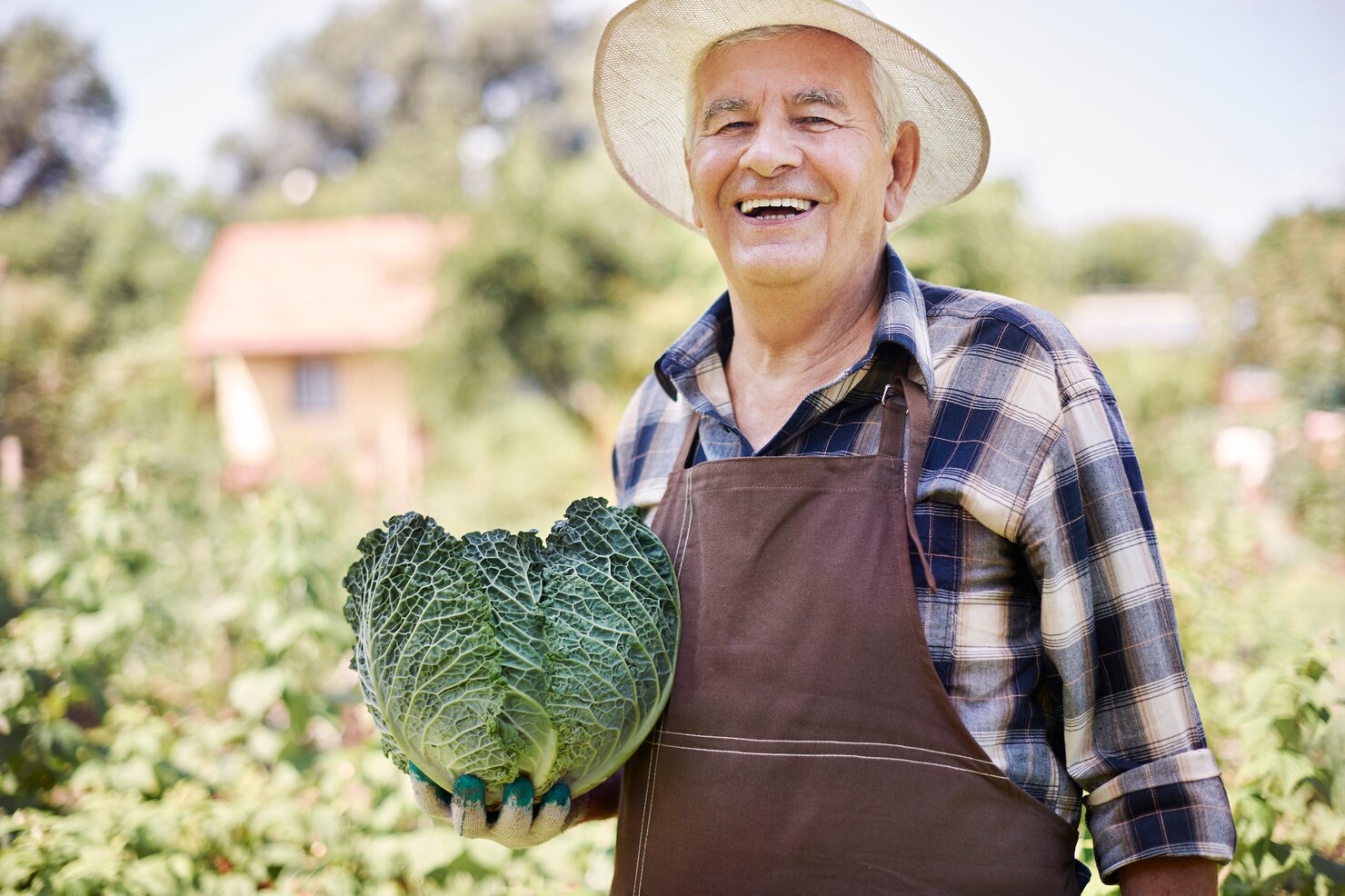 hombre mayor trabajando campo verduras 329181 12400